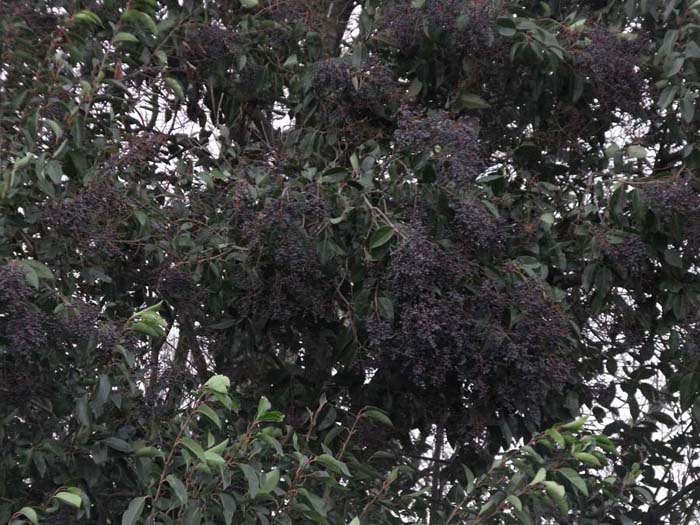 Ligustrum lucidum, ovvero esordio di un''invasione biologica